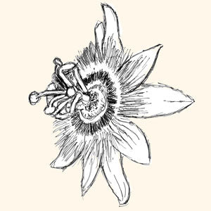 botanicals-passionflower.jpg