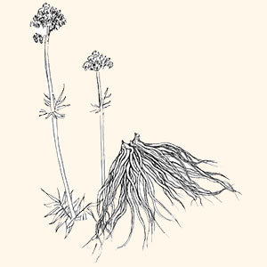 botanicals-valerian.jpg